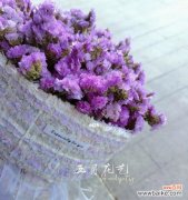 以勿忘我所有颜色为主题 勿忘我的花语