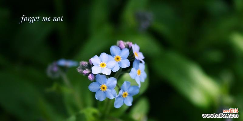 勿忘我花语背后的深刻含义 勿忘我花语的象征与寓意