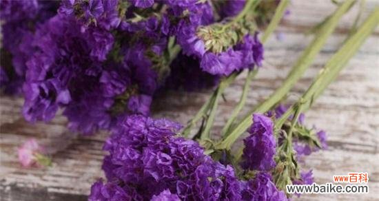 寄托着思念与希望的蓝色之花 勿忘我花