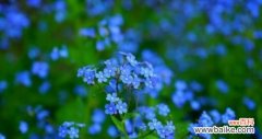 寄托着思念与希望的蓝色之花 勿忘我花