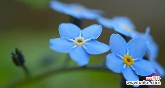 寄托着思念与希望的蓝色之花 勿忘我花