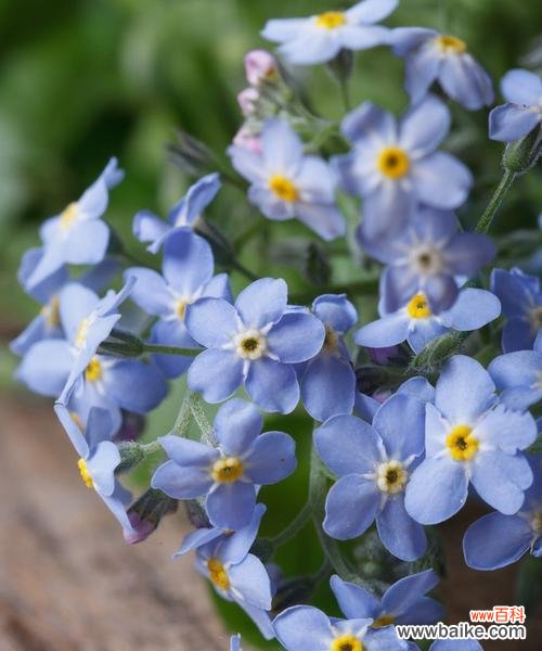 以勿忘我花的花语和文化传承 以勿忘我花的象征意义