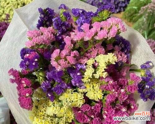 以勿忘我花的花语和文化传承 以勿忘我花的象征意义