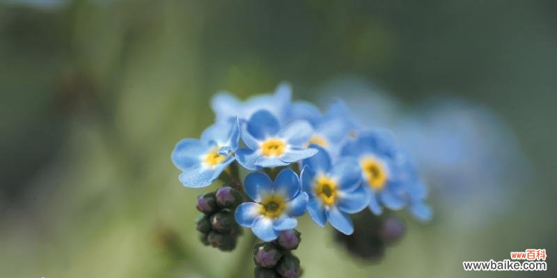 以勿忘我的花语 忘我花语的深刻含义