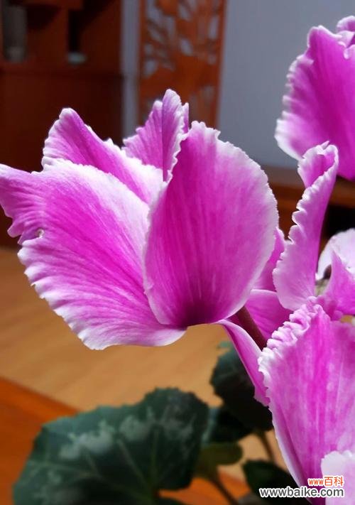 探寻仙客来花语的深层意义与文化内涵 仙客来的花语