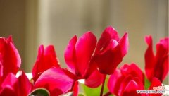 花开时节 以仙客来的花语与寓意——传递爱与美的使者