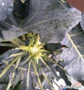 以西兰花的花语及寓意解读 以西兰花的花语-美丽的坚韧