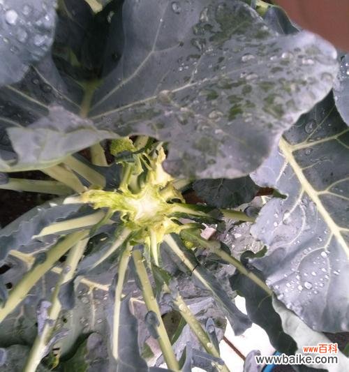 以西兰花的花语及寓意解读 以西兰花的花语-美丽的坚韧