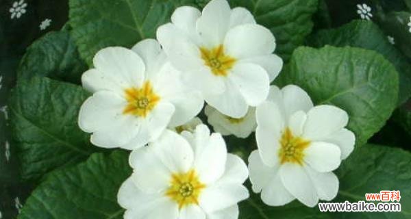 西瓜的花语与寓意 西瓜的花语与寓意——解读西瓜隐藏的秘密