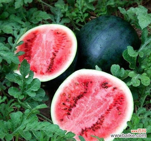 西瓜的特殊含义和象征意义解析 西瓜