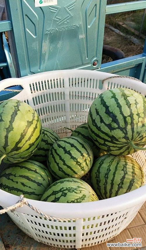 西瓜的特殊含义和象征意义解析 西瓜