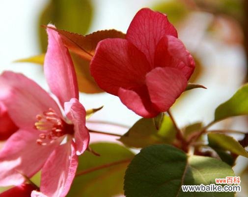 探索以西府海棠花朵所传达的深刻寓意 以西府海棠的花语和寓意