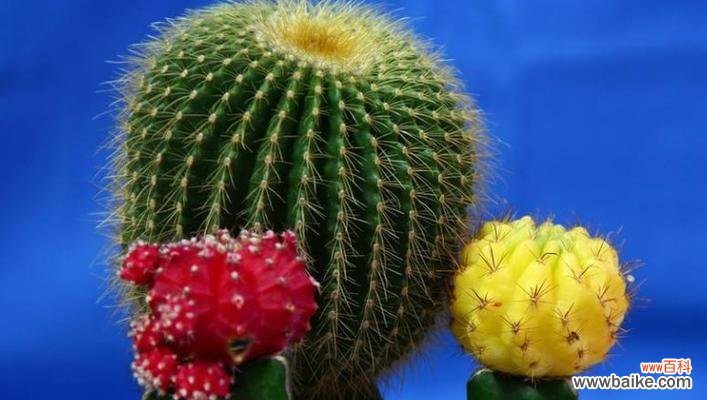 深入探究仙人球花所代表的含义 仙人球花的花语与寓意