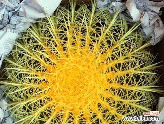 深入探究仙人球花所代表的含义 仙人球花的花语与寓意