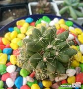 深入探究仙人球花所代表的含义 仙人球花的花语与寓意