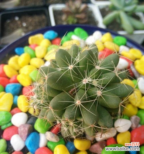 深入探究仙人球花所代表的含义 仙人球花的花语与寓意