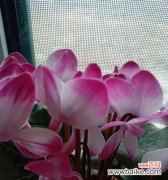 解读花语与品味人生之美 以仙客来花语的寓意与意义