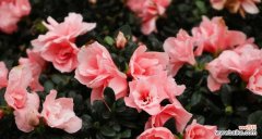 湘潭市的花卉之美与文化传承 湘潭的市花——菊花的象征与寓意