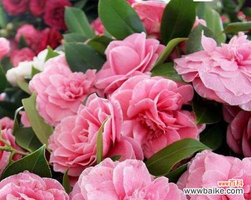 湘潭市的花卉之美与文化传承 湘潭的市花——菊花的象征与寓意