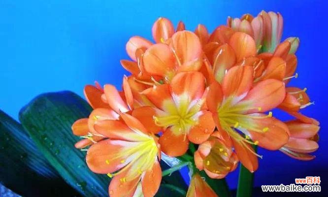 湘潭市的花卉之美与文化传承 湘潭的市花——菊花的象征与寓意