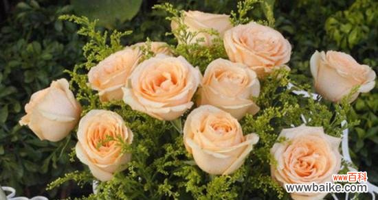 探寻香槟玫瑰的浪漫与神秘之处 香槟玫瑰花语揭示的意义与象征