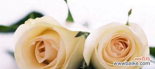 探寻香槟玫瑰的浪漫与神秘之处 香槟玫瑰花语揭示的意义与象征