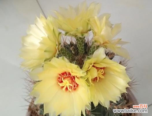 探寻仙人球开花的象征意义与预示 以仙人球开花的寓意与兆头