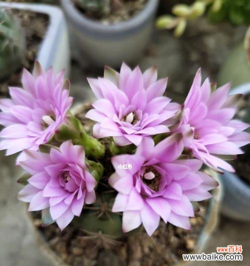 探寻仙人球开花的象征意义与预示 以仙人球开花的寓意与兆头