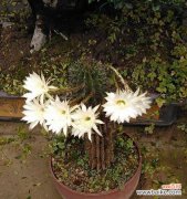 揭示仙人球花带给我们的深刻寓意 仙人球花语的象征与寓意