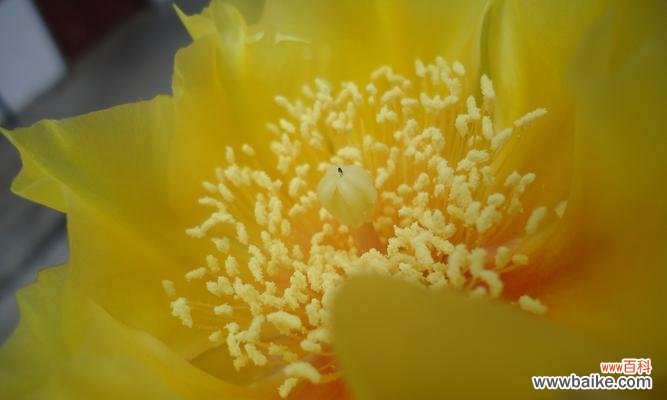 探寻仙人掌的花语意义 仙人掌花语