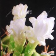 探寻仙人掌的花语意义 仙人掌花语