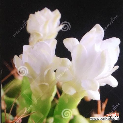 探寻仙人掌的花语意义 仙人掌花语