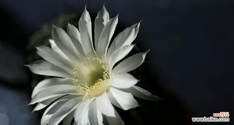 揭示仙人掌的神秘符号与象征意义 仙人掌花语与寓意的解读