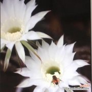 揭示仙人掌的神秘符号与象征意义 仙人掌花语与寓意的解读