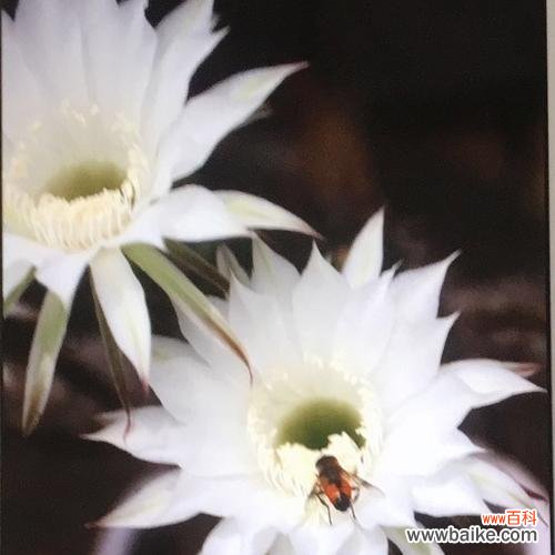 揭示仙人掌的神秘符号与象征意义 仙人掌花语与寓意的解读