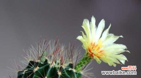 探寻仙人掌的象征意义及其寓意 仙人掌