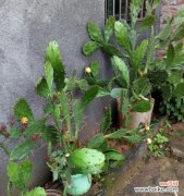 探寻仙人掌的象征意义及其寓意 仙人掌