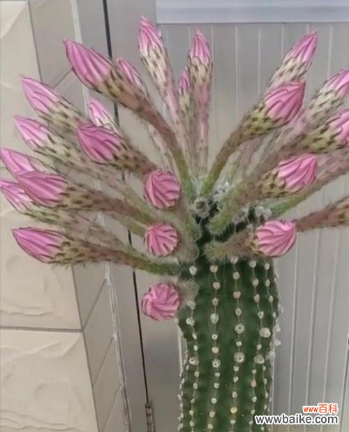 探寻仙人掌的象征意义及其寓意 仙人掌