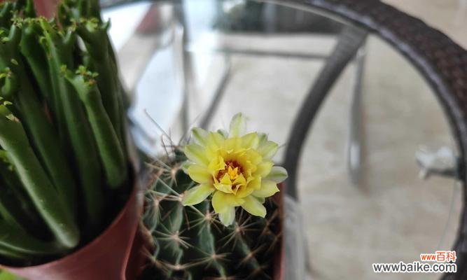 探索仙人球的象征意义与生命哲学 仙人球