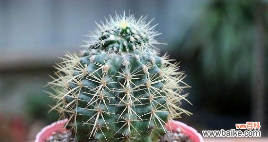 探索仙人球的象征意义与生命哲学 仙人球