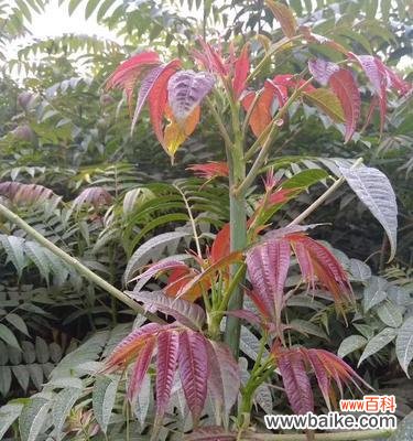 以花开放的香椿树 香椿树开花的寓意及预示