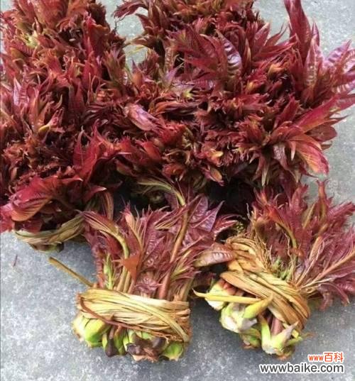 以花开放的香椿树 香椿树开花的寓意及预示