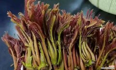 探寻香椿树开花的寓意及其与美好生活的关系 香椿树开花，寓意美好生活