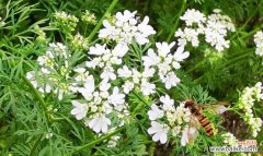香菜是否具备开花能力与花期特点详解 香菜会开花吗