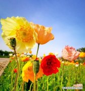 解读鲜花所代表的情感与价值观 鲜花的象征意义