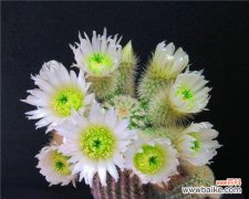 揭开仙人掌花语的含义 仙人掌花语的寓意与象征