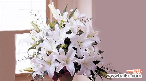 揭开香槟百合的神秘面纱 香槟百合花语与寓意的探究