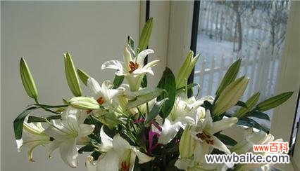 揭开香槟百合的神秘面纱 香槟百合花语与寓意的探究