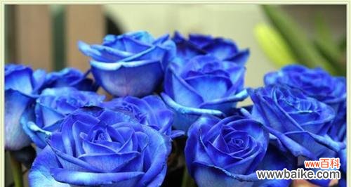 香水玫瑰的花语深意与象征 玫瑰花