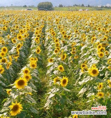 向阳花的花语及寓意解析 向阳花的花语